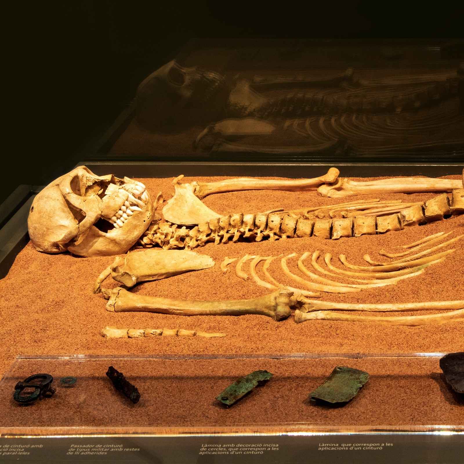 Esquelet de macaco (Macaca sylvanus) exposat en vitrina, jaciment de Iulia Libica
