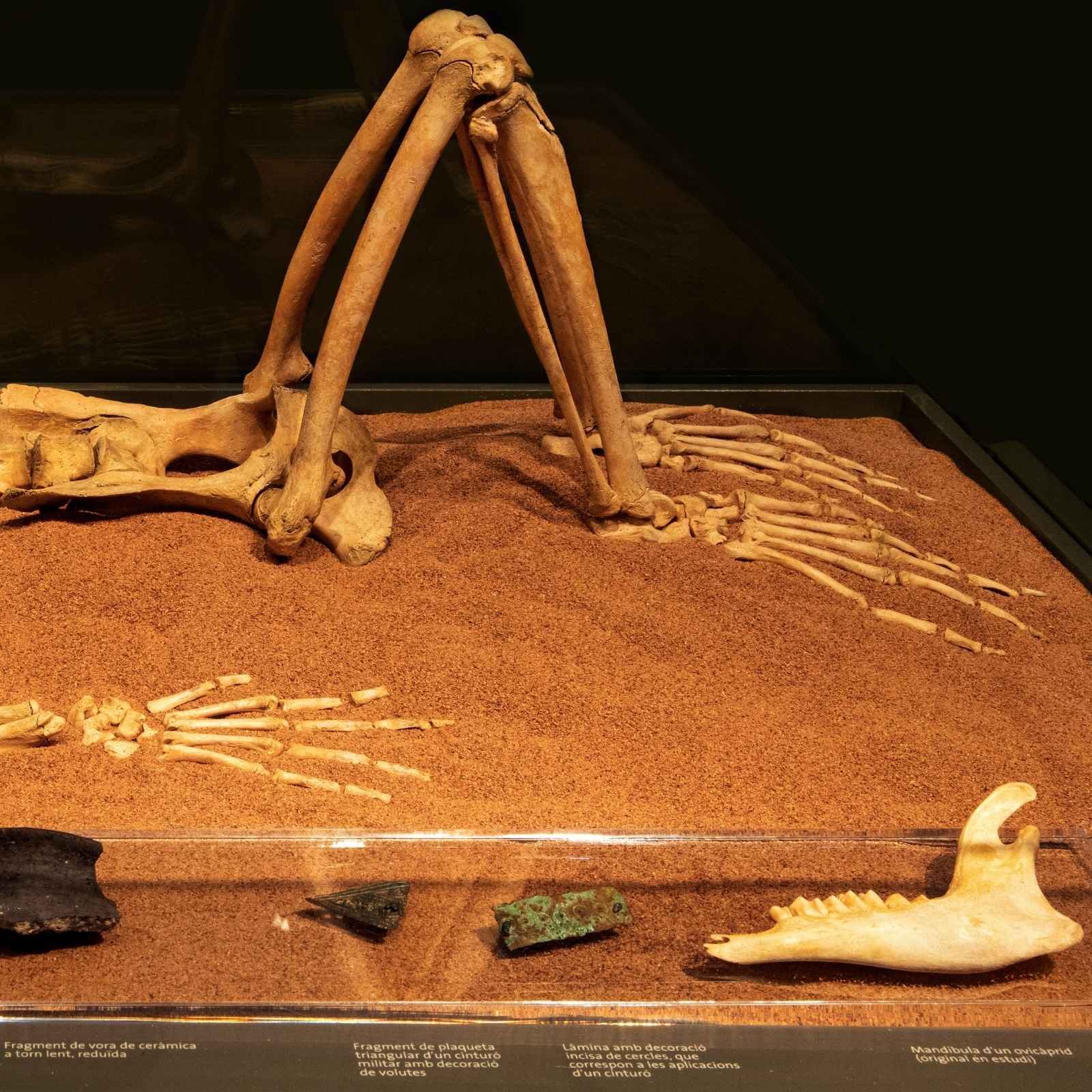 Detall de l'esquelet de macaco (Macaca sylvanus) amb aixovar funerari, Iulia Libica